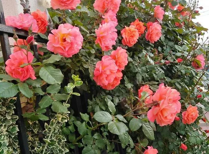 Otel Family Dalia Velingrad